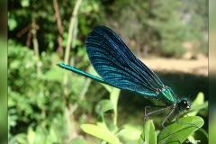 Zz.Calopteryx-virgo.1
