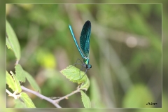 Zz.Calopteryx-virgo.2