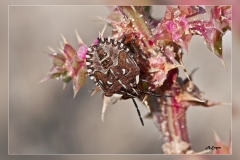 Zz.Carpocoris-mediterraneus