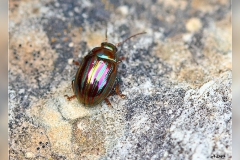 Zz.Chrysomela-americana.-Escarabajo-del-romero