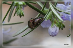 Zz.Chrysomela-americana.1