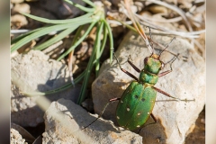 Zz.Cicindela-maroccana.-Escarabajo-tigre