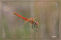 Zz.Crocothemis-erythraea