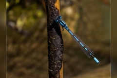 Zz.Enallagma-cyathygerum.1