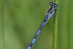 Zz.Enallagma-cyathygerum.2