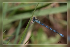 Zz.Enallagma-cyathygerum.4