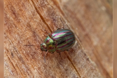 Zz.Escarabajo-del-romero