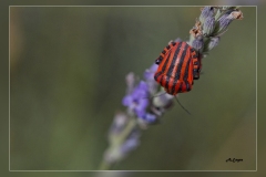 Zz.Graphosoma-lineatum