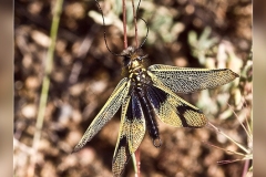 Zz.Libelloides-baeticus