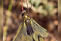 Zz.Libelloides-hispanicus