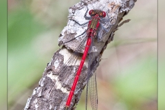 Zz.Libelula-roja.1