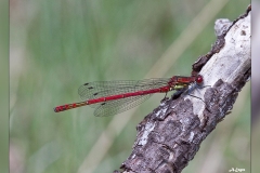Zz.Libelula-roja.2