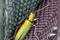 Zz.Lytta-vesicaria.-Mosca-espanola