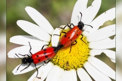 Zz.Mylabris-quadripunctata