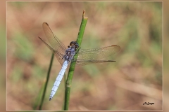 Zz.Orthetrum-cancellatum.1