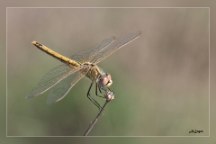 Zz.Orthetrum-cancellatum.2