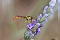 Zz.Sphaerophoria-scripta