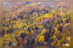 La-Pardina-del-Senor.1