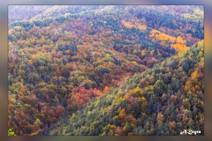 La-Pardina-del-Senor.5