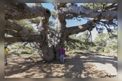 Pino-de-La-Entrega.1