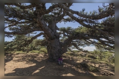 Pino-de-La-Entrega.2