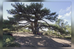 Pino-de-La-Entrega.3