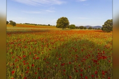 Villapalacios-amapolas