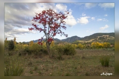 Vistas-Caqui-en-Hornos
