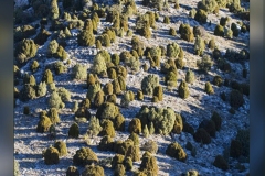 Xodos.-Sabinas-Enebros